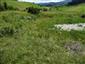 jašterica bystrá (8.6.2013)